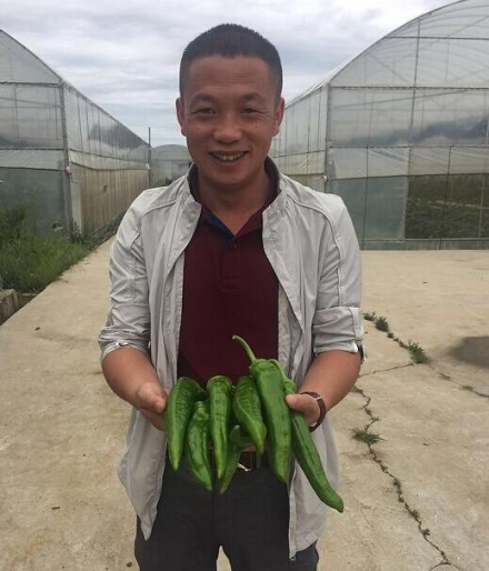 辣椒施肥后茁壯成長